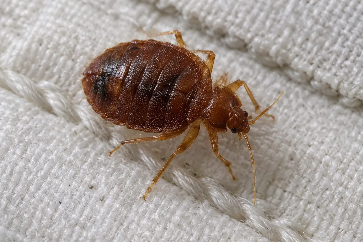 Bed bug treatment
