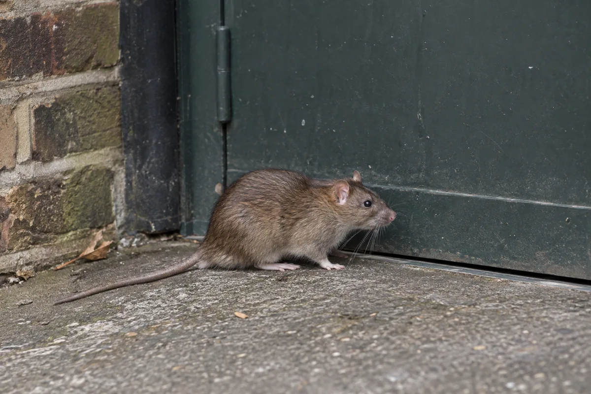 Brown rat beside a waste-store threshold