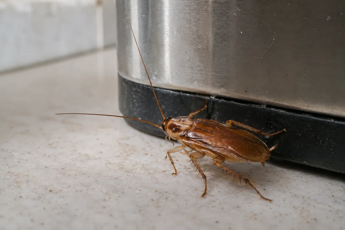 Cockroach beside a kitchen appliance edge