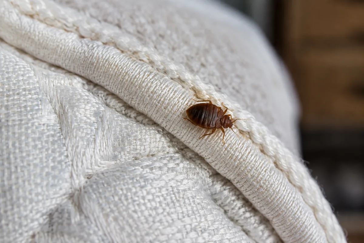 Bed bug on a mattress piping seam