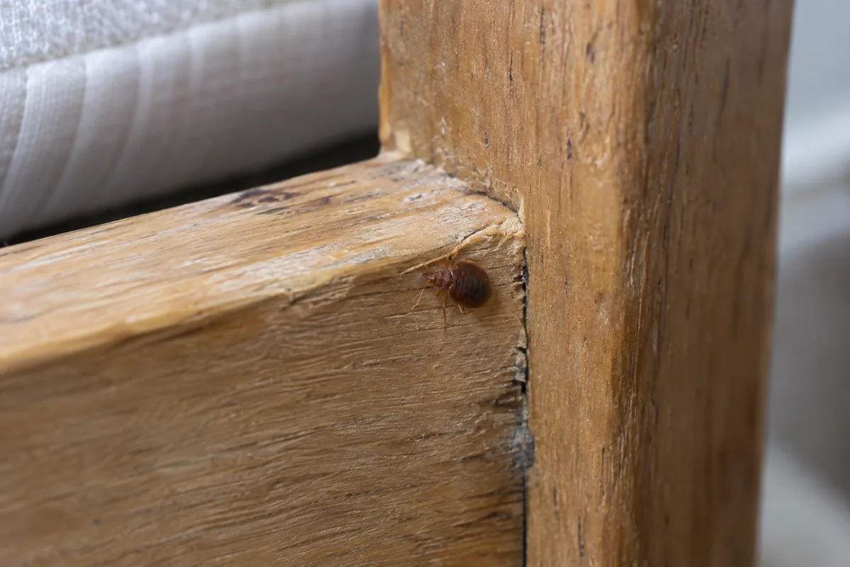 Bed bug at a timber bed-frame joint