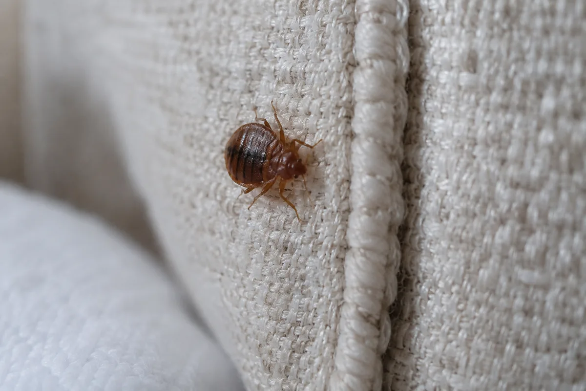 Bed bug beside a headboard stitch
