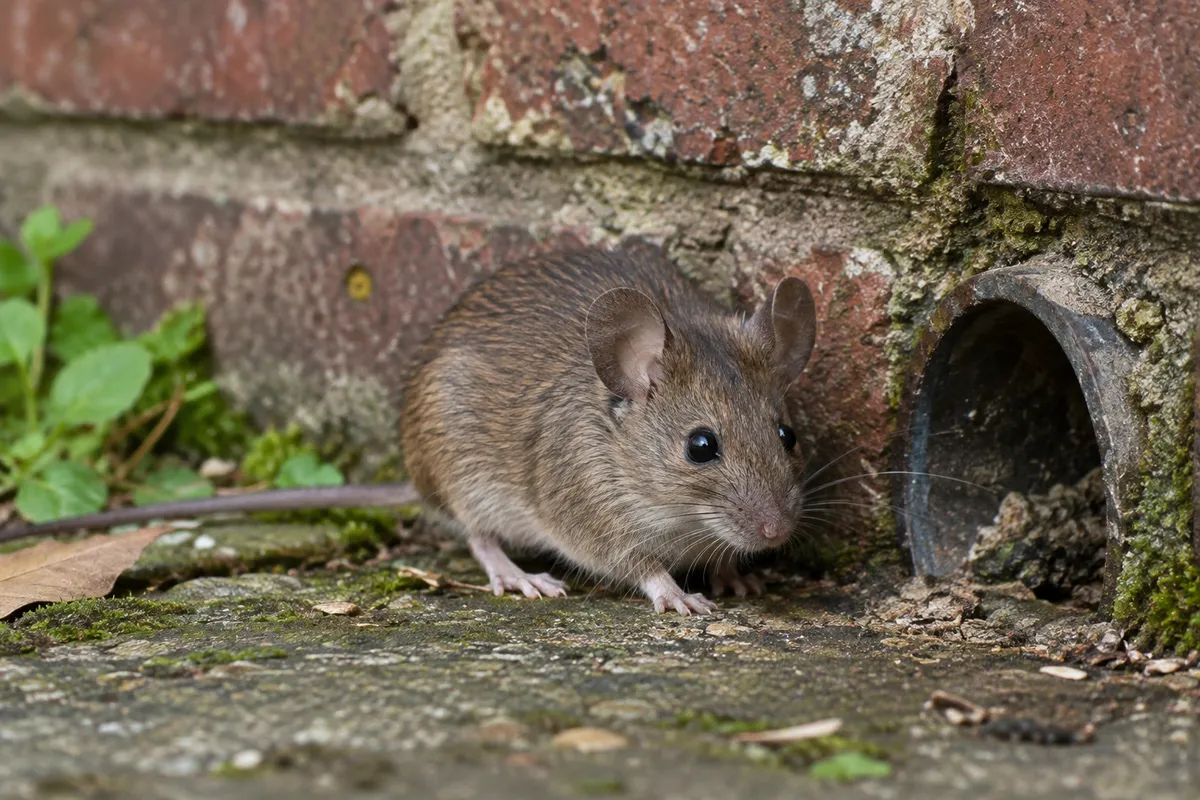 Mice control