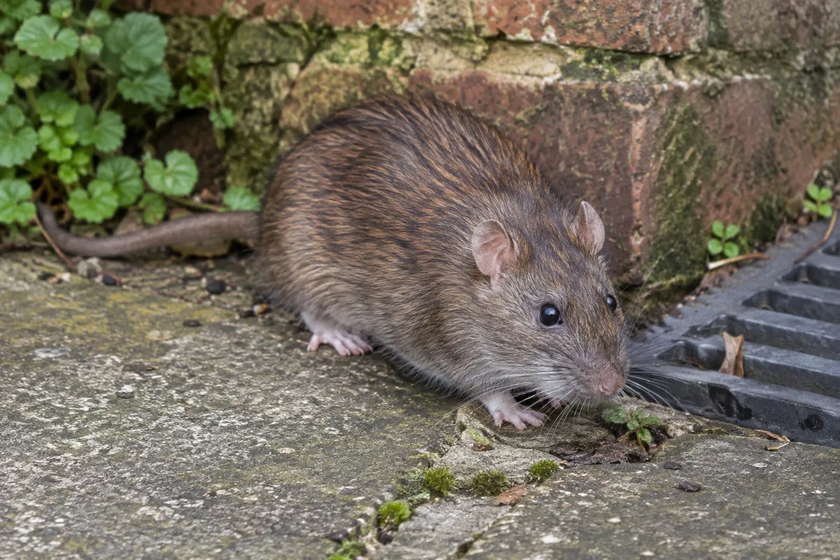 Rat activity detail